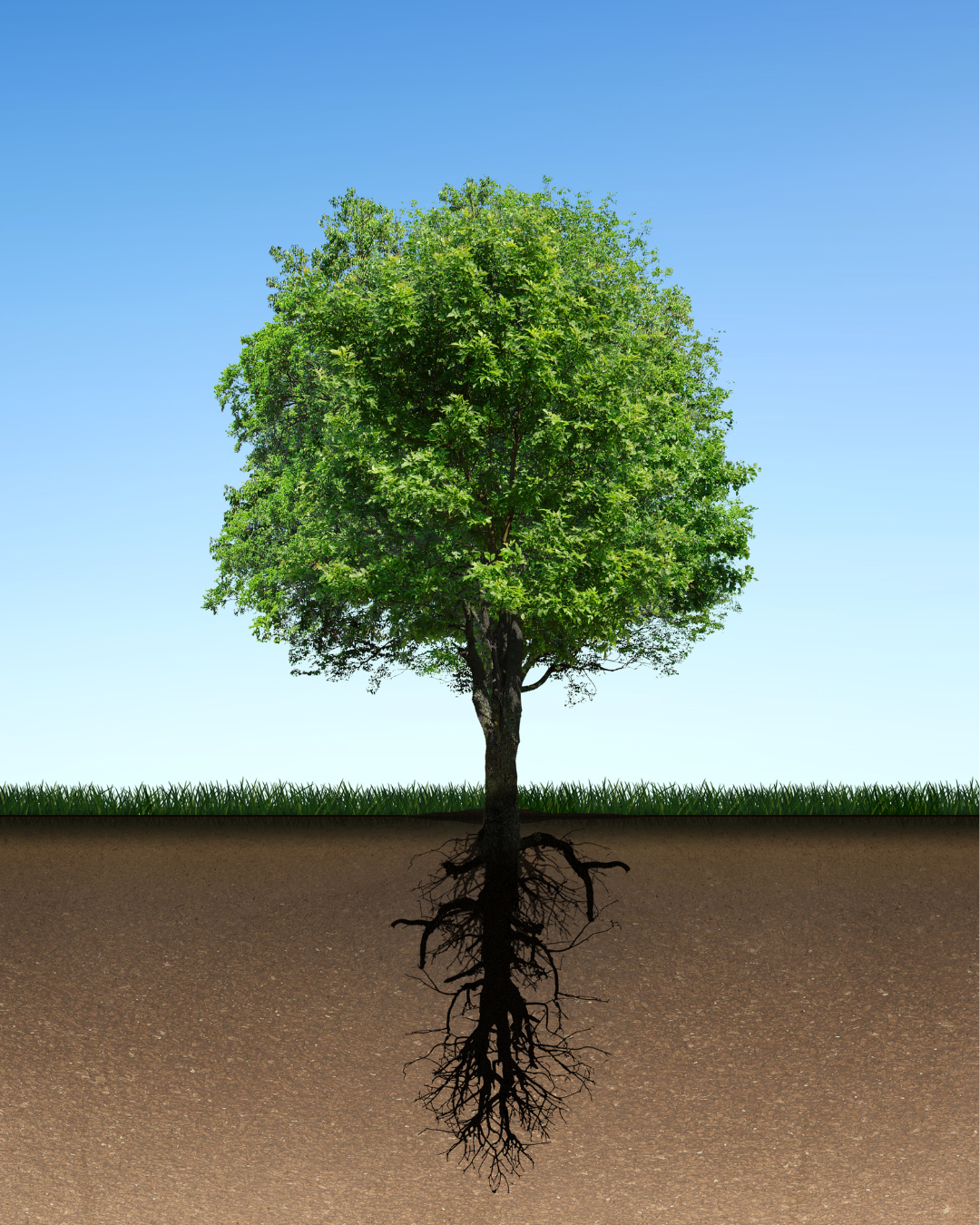 Root Barrier | A tree with multiple roots undeground.